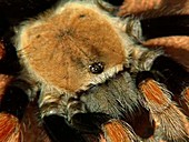 Mexican fireleg, or redleg, tarantula