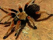 Mexican fireleg, or redleg, tarantula