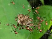 Social spiders