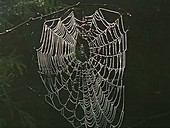 Orb weaver spider web