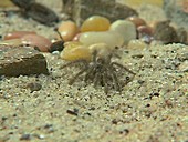 Desert tarantula