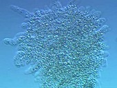 Amoeba proteus amoeba