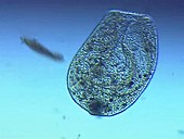 Bursaria truncatella ciliate protozoa