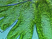 Micrasterias algae