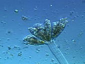 Opercularia sp ciliate protozoa