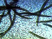 Spirostomum ciliate protozoa