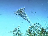 Stentor coeruleus ciliate protozoa