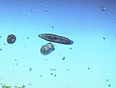 Didinium nasutum ciliate protozoa