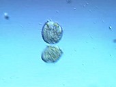 Didinium nasutum ciliate protozoa