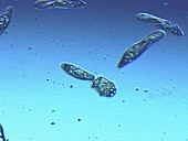 Didinium nasutum ciliate protozoa
