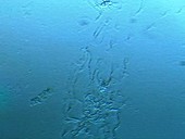 Dileptus anser ciliate protozoa