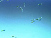 Euglena