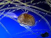 Ostracod micro-crustacean