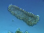 Protohydra