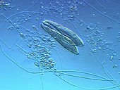 Paramecium conjugation ciliate protozoa