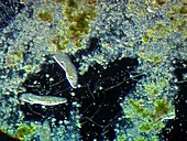 Paramecium caudatum ciliate protozoa