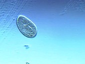 Paramecium fission protozoa