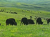 American bison