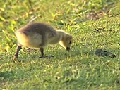 Canada goose goslings