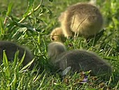 Canada goose goslings