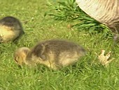 Canada goose goslings