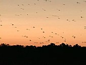 Purple martins pre-migratory roost