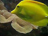 Yellow tang