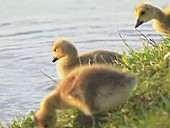 Canada goose goslings