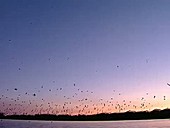 Purple martins pre-migratory roost