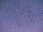 Purple martins pre-migratory roost