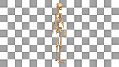 Male skeletal system