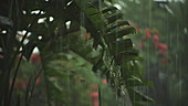 Rain falling on plants