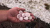 Hand holding large hail stones