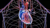 Human heart and circulatory system