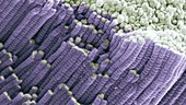 Collagen fibres, SEM