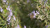 Honey bee feeding on rosemary flowers