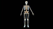 Female skeletal system