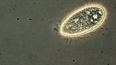 Paramecium calkinsi protozoan