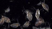 Daphnia water fleas
