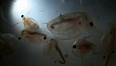 Daphnia water fleas