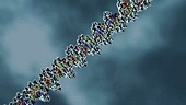 DNA genetic mutation