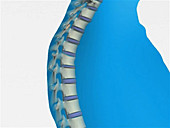 Spinal fracture animation