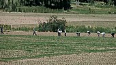 Farm workers in Argentina