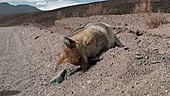 Dead Fox, Argentina