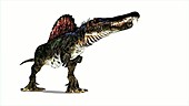Spinosaurus dinosaur