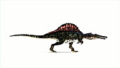 Spinosaurus dinosaur