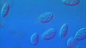 Ciliate protozoa