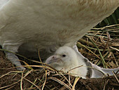 Albatross, South Georgia Island