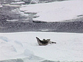 Fur seals, South Georgia Island