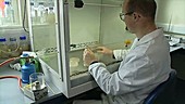 Researching bacterial samples